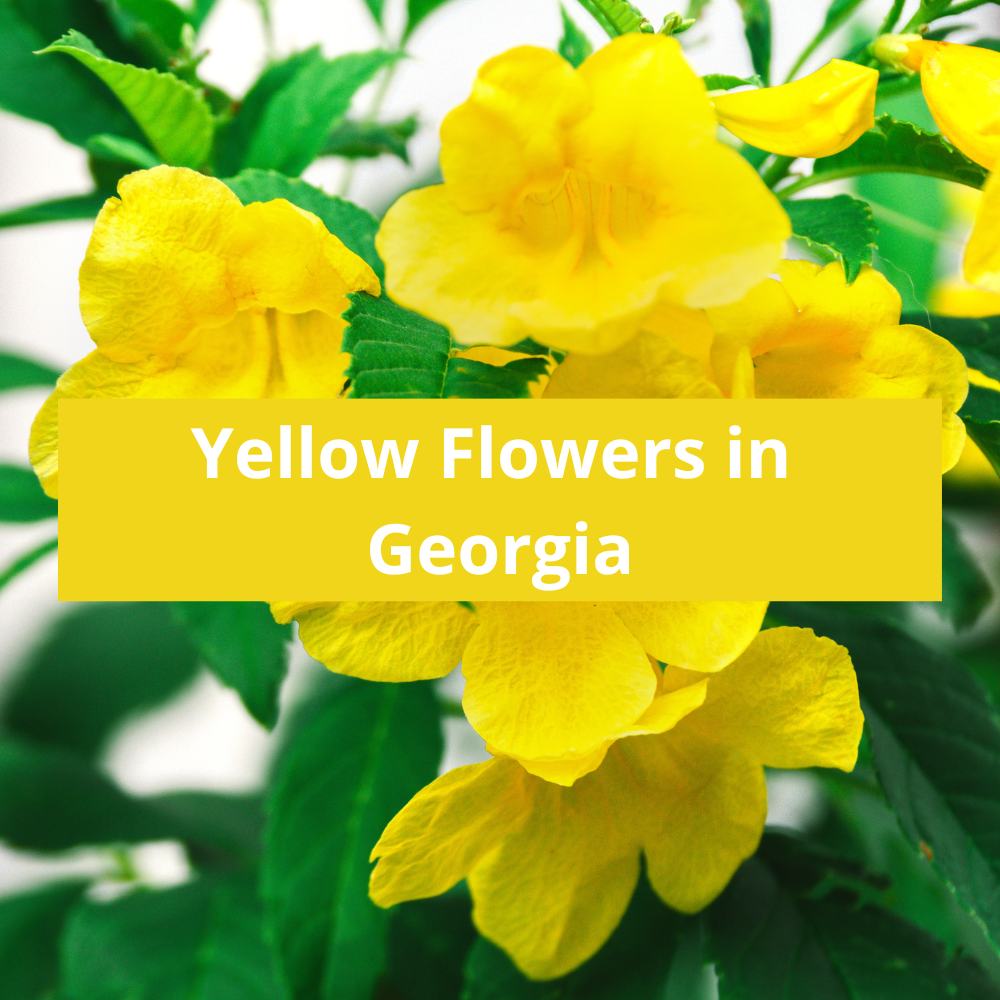 Yellow-Flowers-in-Georgia