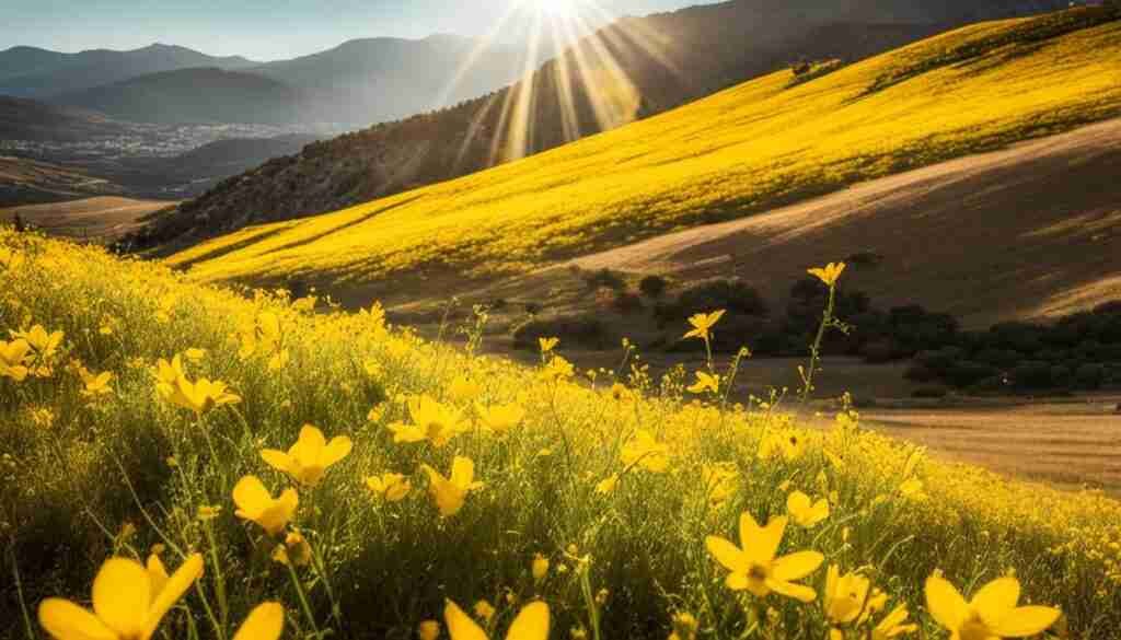 Yellow Flowers in Greece Yellow Flowers in Greece