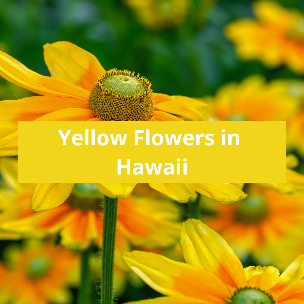 Yellow-Flowers-in-Hawaii
