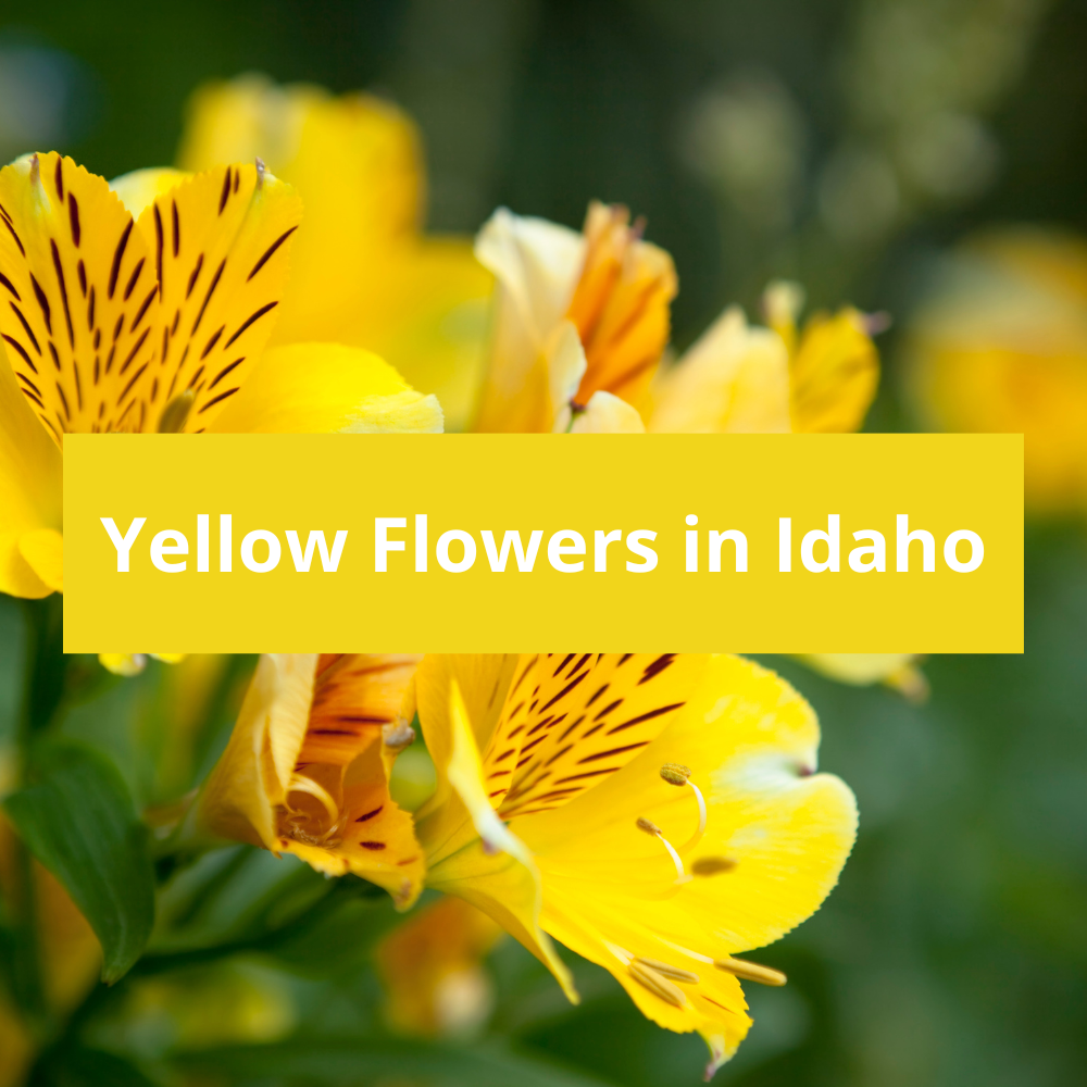 Yellow-Flowers-in-Idaho