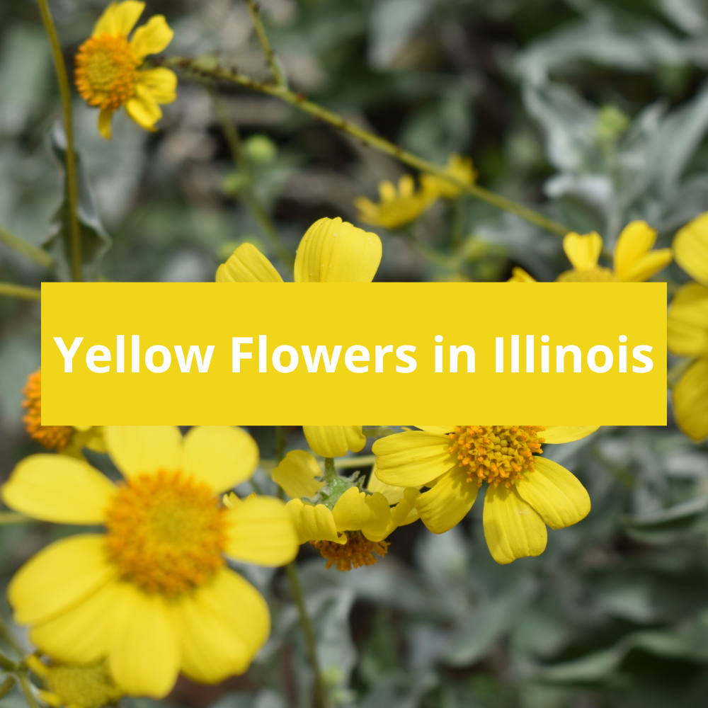 Yellow-Flowers-in-Illinois