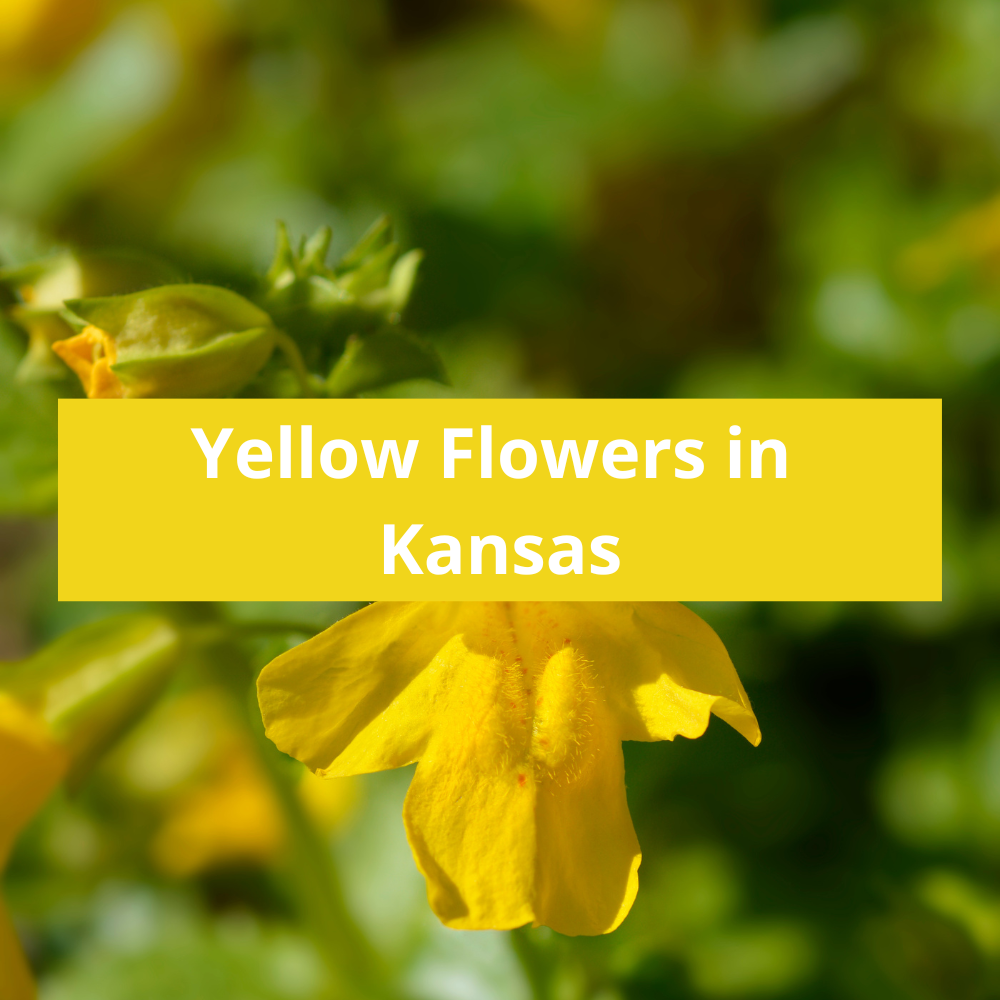 Yellow-Flowers-in-Kansas