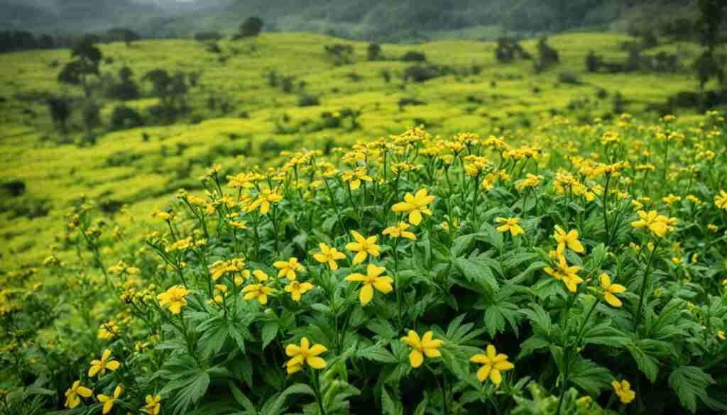 Yellow Flowers in Liberian Flora