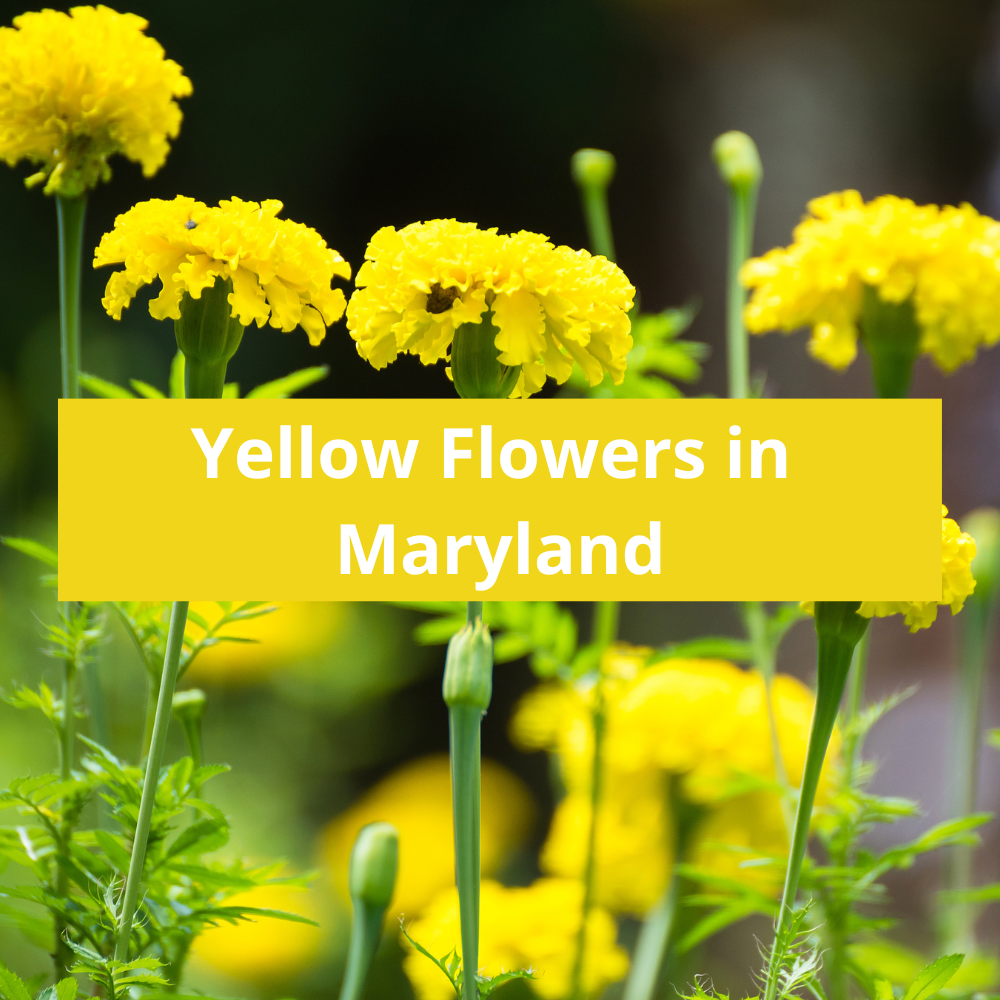 Yellow-Flowers-in-Maryland