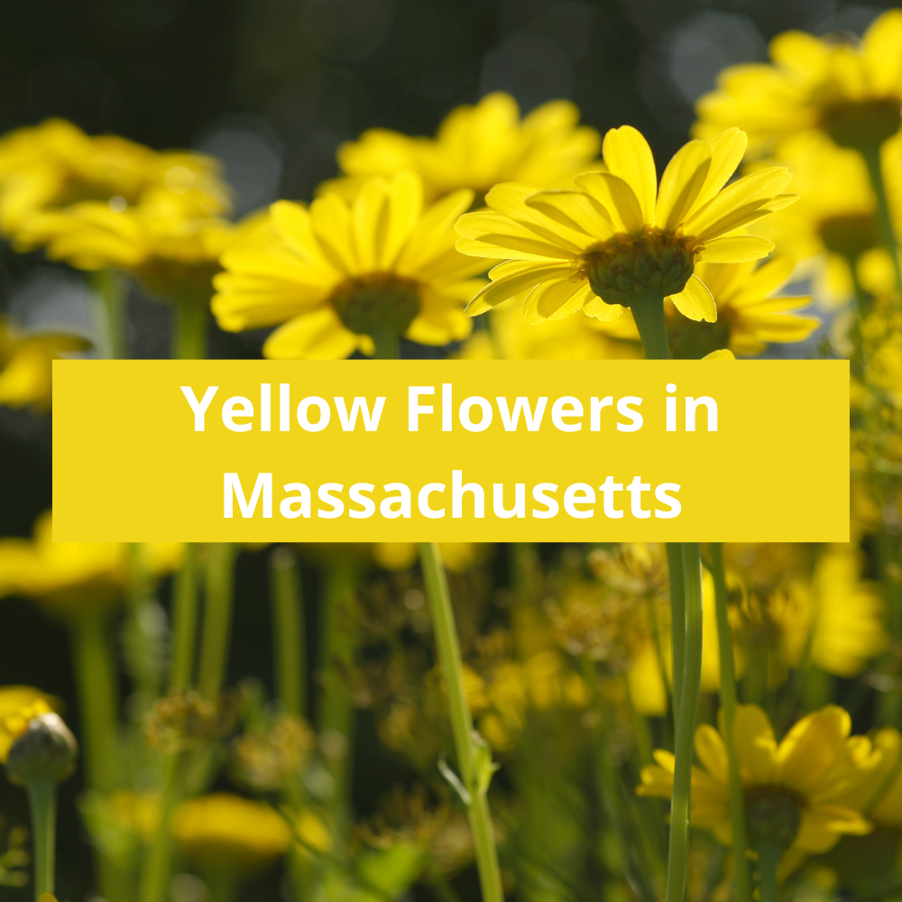 Yellow-Flowers-in-Massachusetts