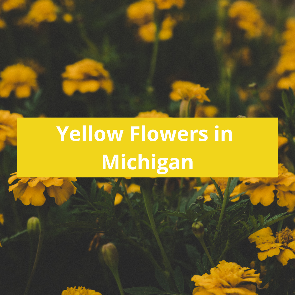 Yellow-Flowers-in-Michigan