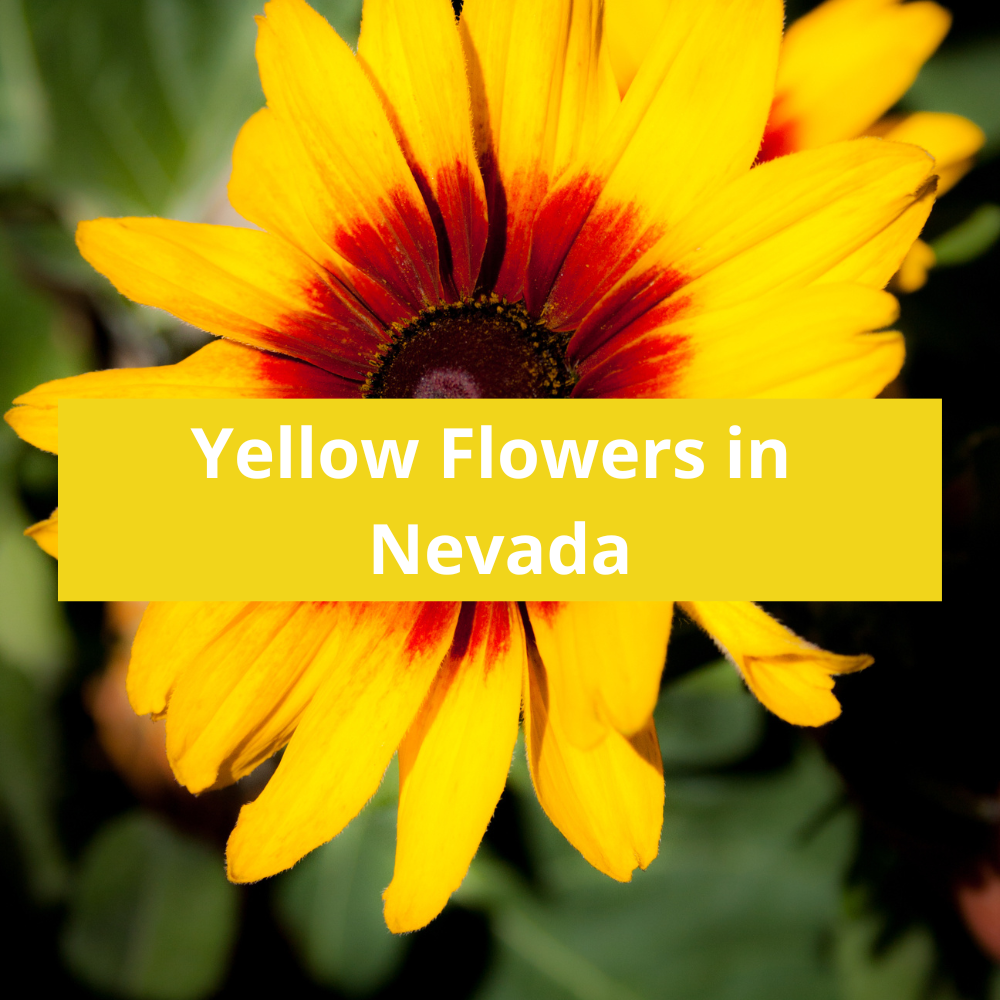 Yellow-Flowers-in-Nevada