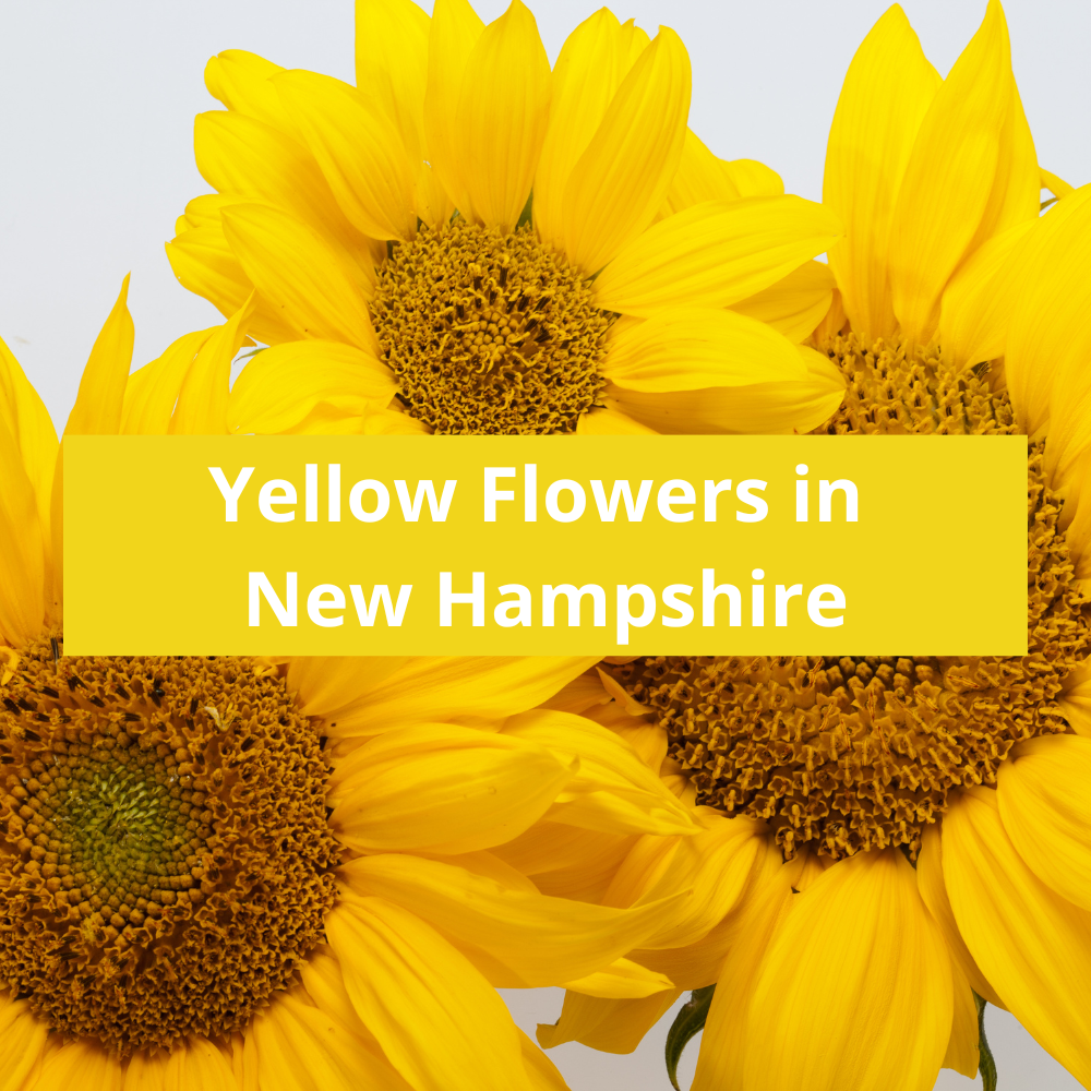 Yellow-Flowers-in-New-Hampshire