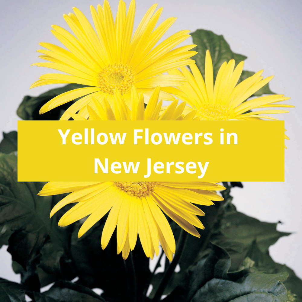 Yellow-Flowers-in-New-Jersey