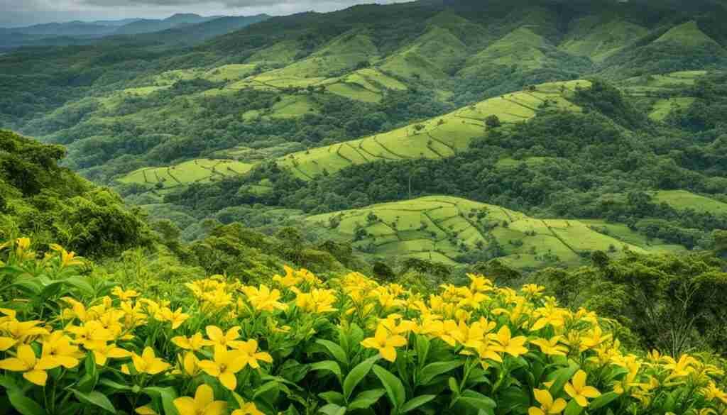Yellow Flowers in Nicaragua