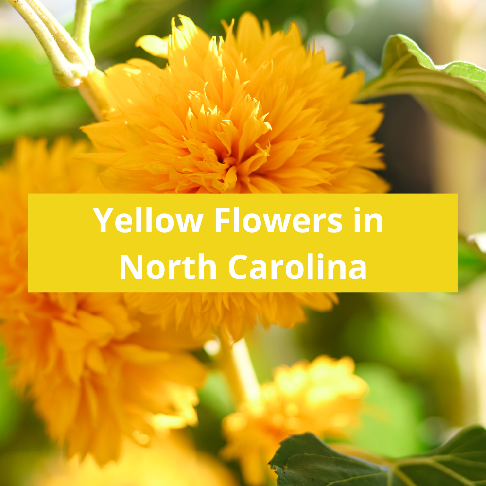 Yellow-Flowers-in-North-Carolina
