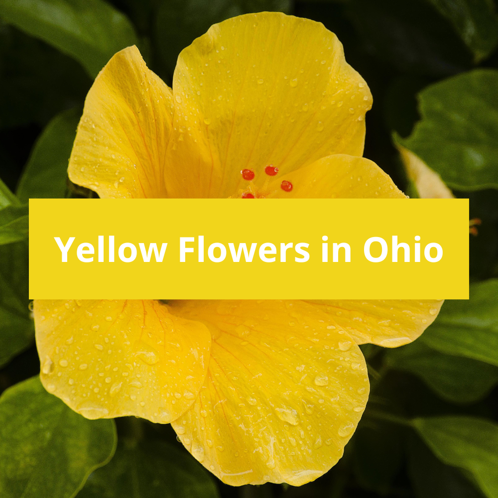 Yellow-Flowers-in-Ohio