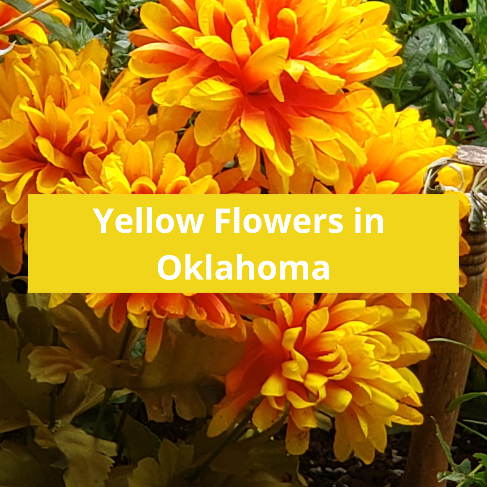 Yellow-Flowers-in-Oklahoma