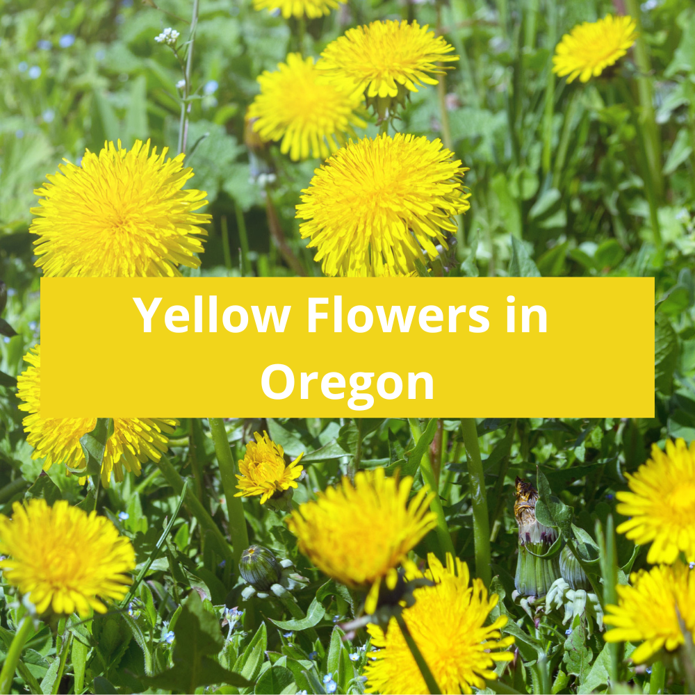 Yellow-Flowers-in-Oregon