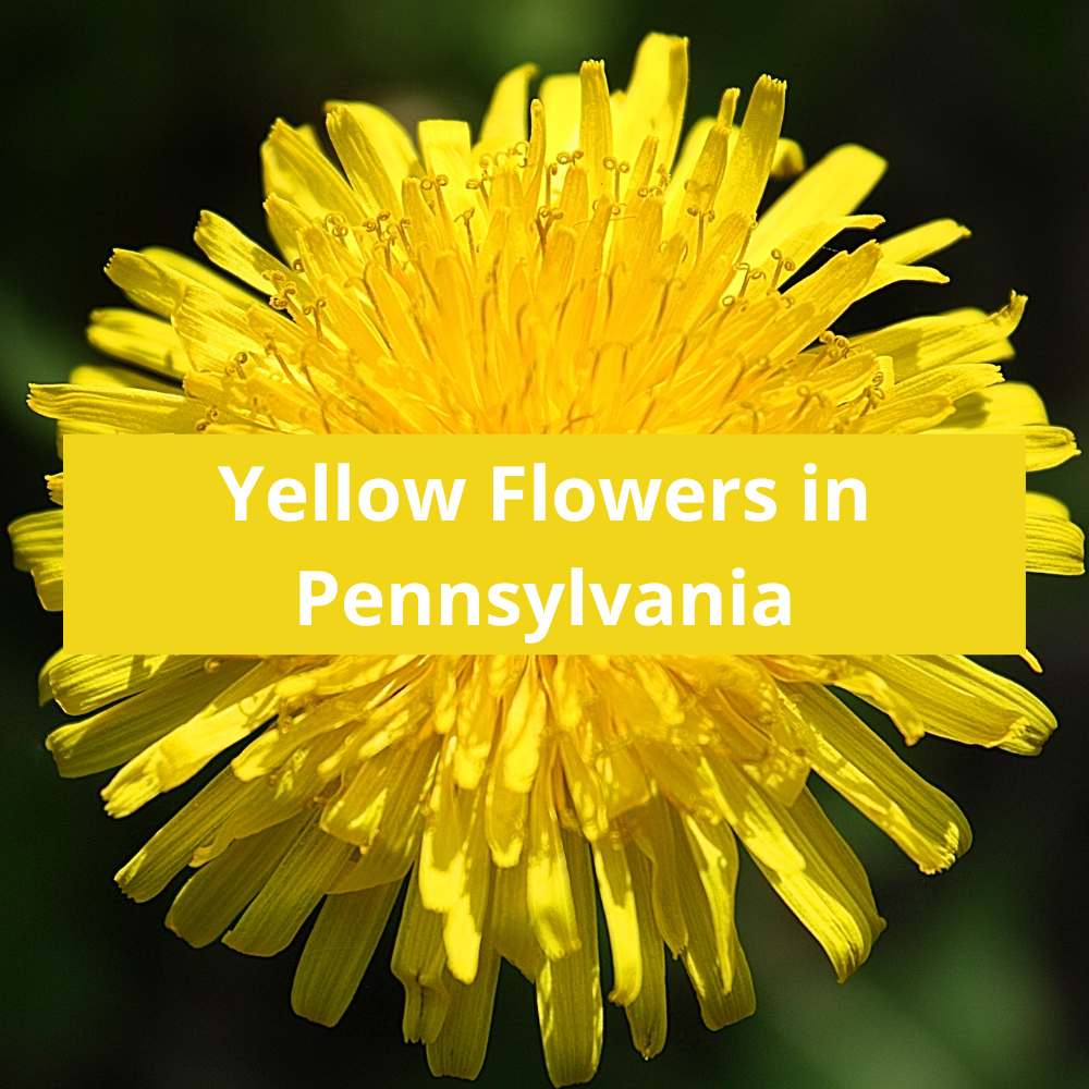 Yellow-Flowers-in-Pennsylvania