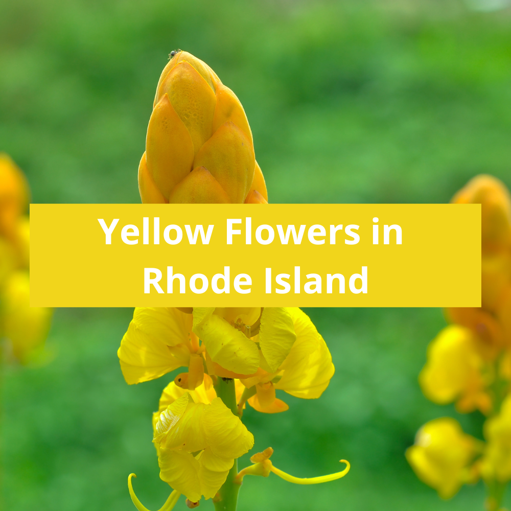 Yellow-Flowers-in-Rhode-Island