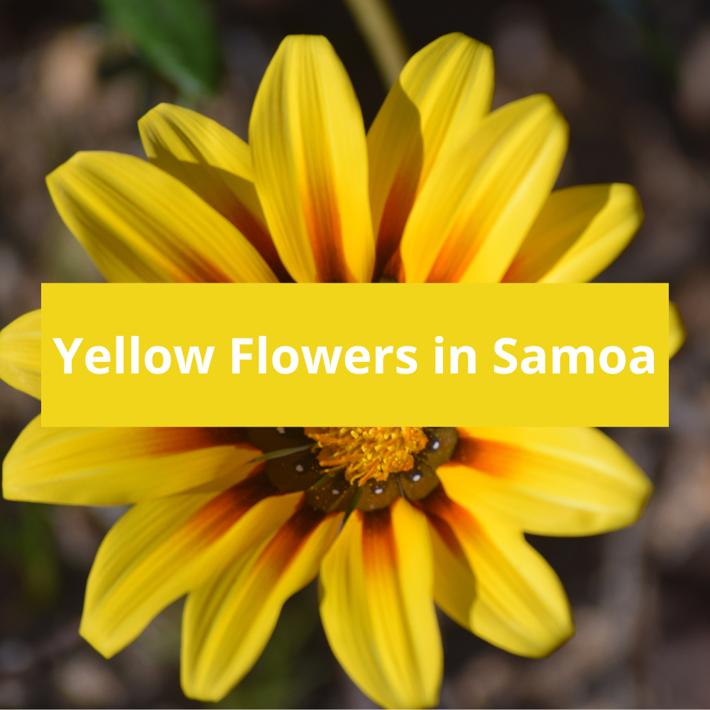 Yellow-Flowers-in-Samoa