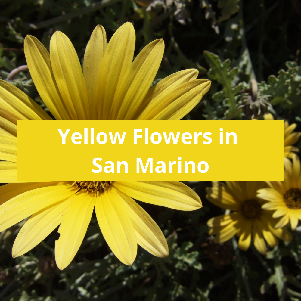 Yellow-Flowers-in-San-Marino