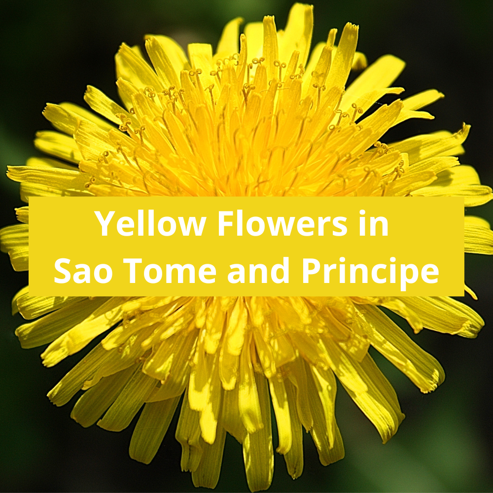 Yellow-Flowers-in-Sao-Tome and Principe