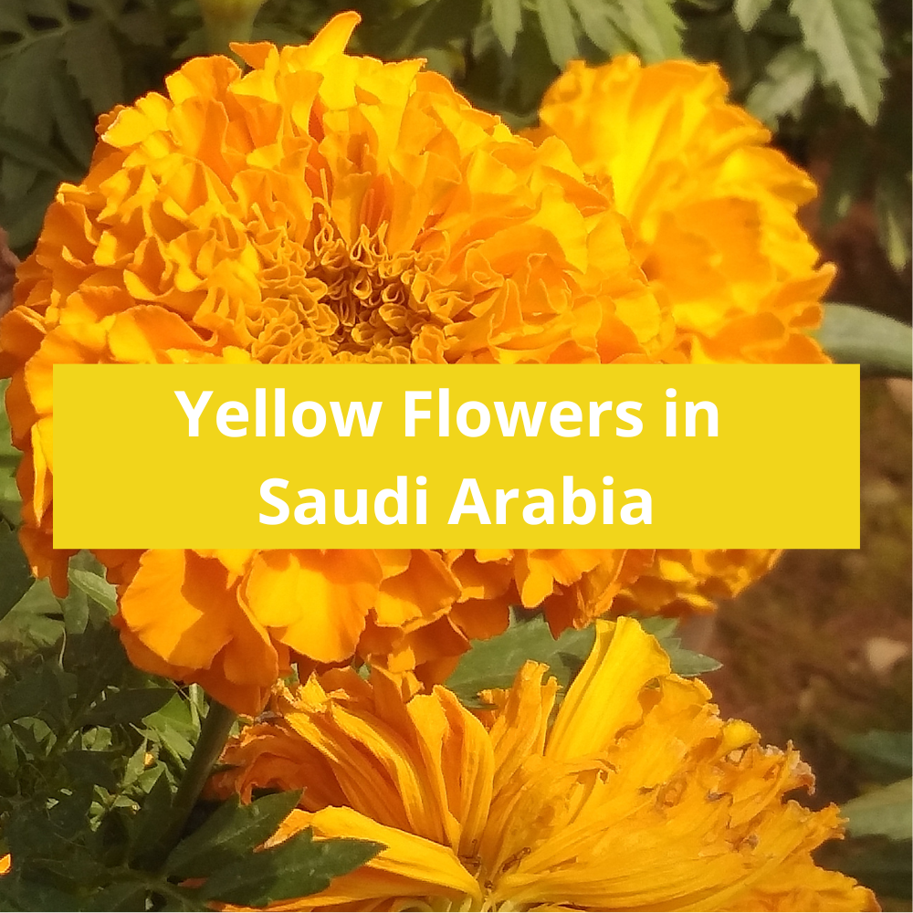 Yellow-Flowers-in-Saudi-Arabia