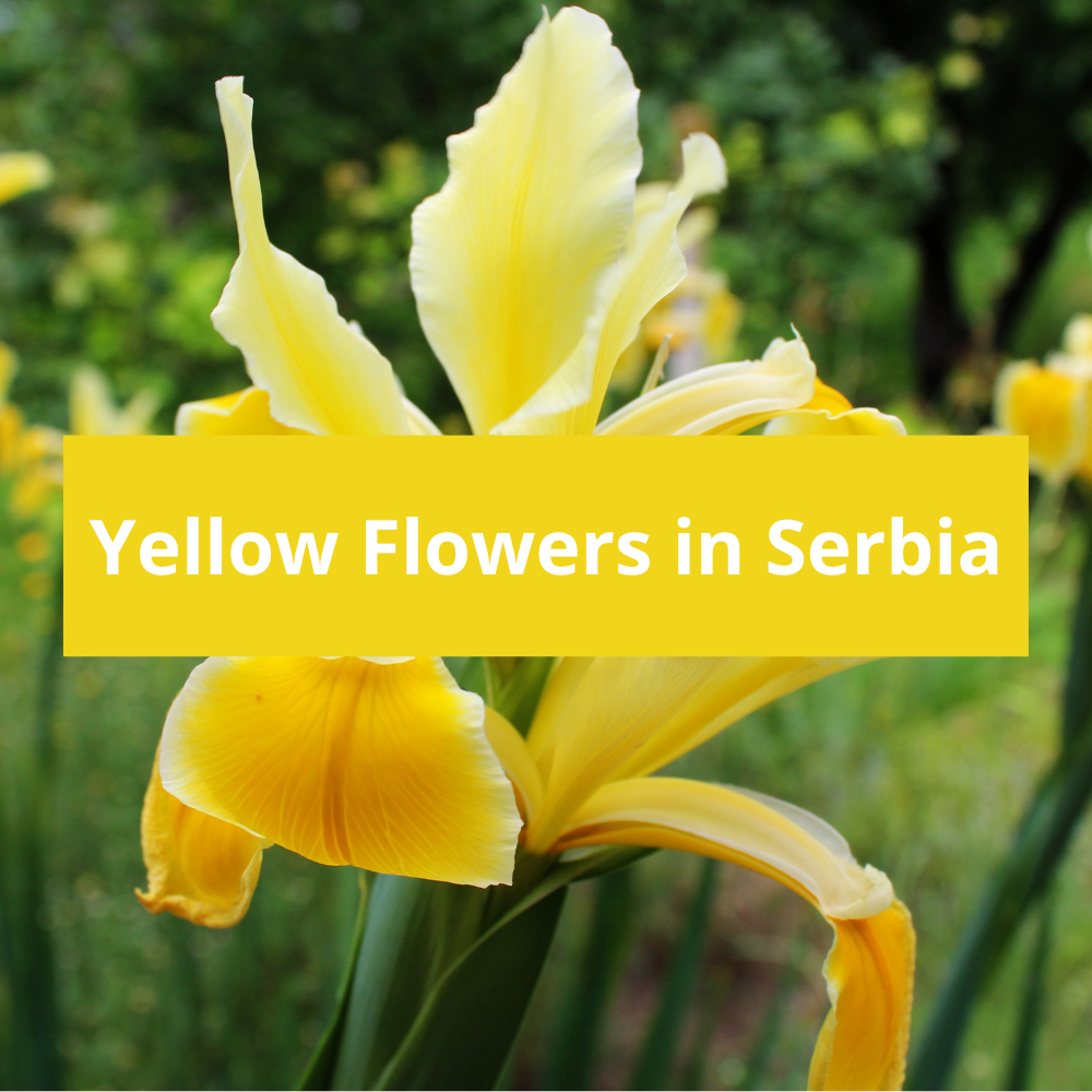 Yellow-Flowers-in-Serbia