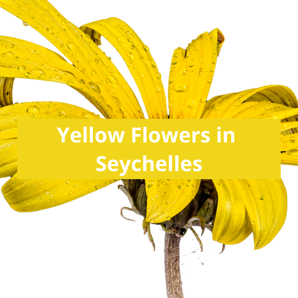 Yellow-Flowers-in-Seychelles
