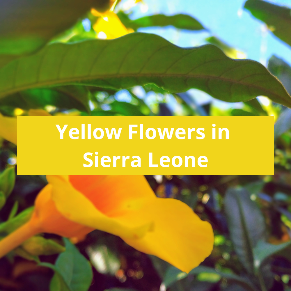 Yellow-Flowers-in-Sierra-Leone