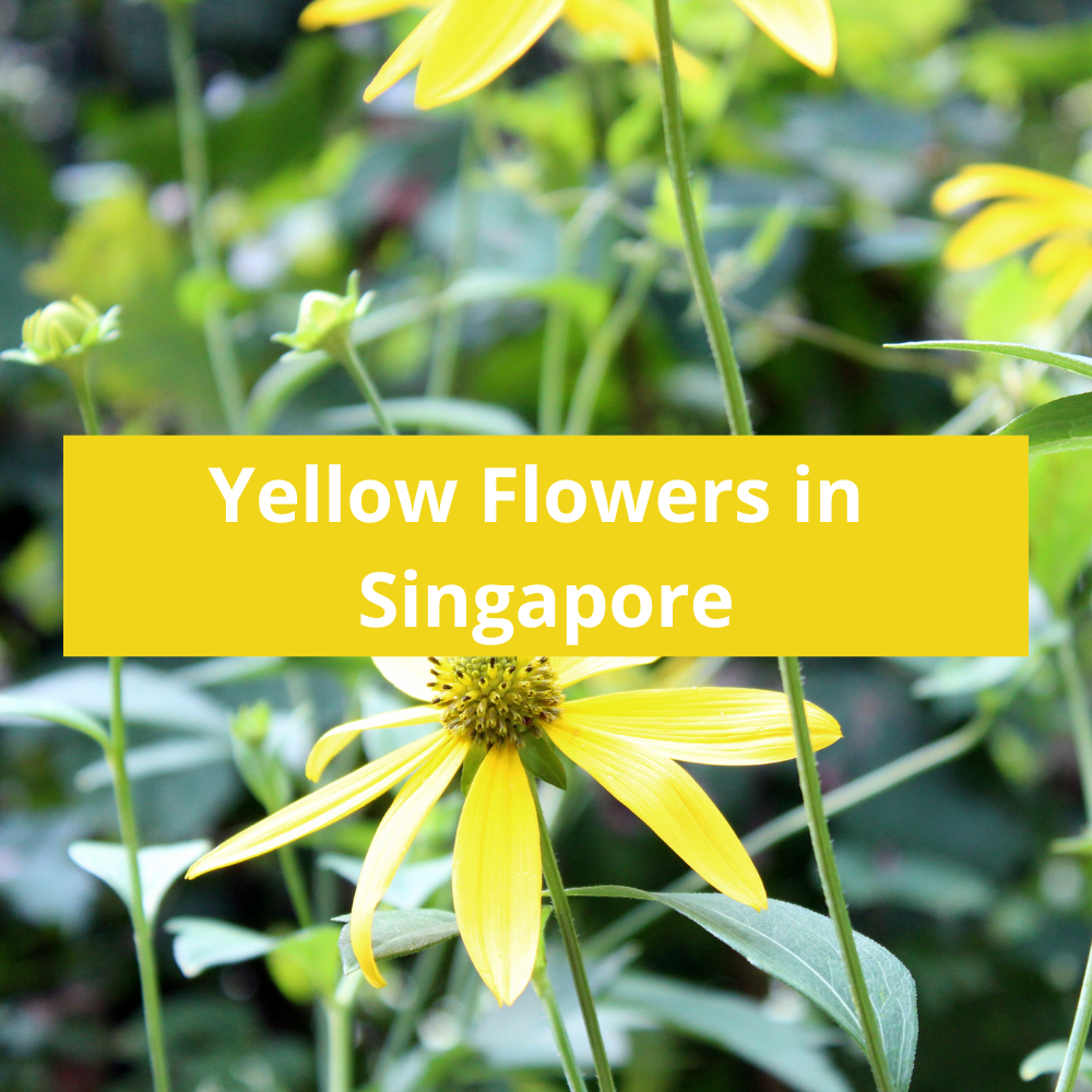 Yellow-Flowers-in-Singapore