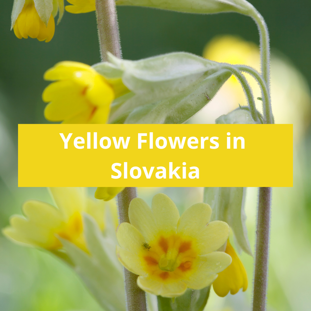 Yellow-Flowers-in-Slovakia