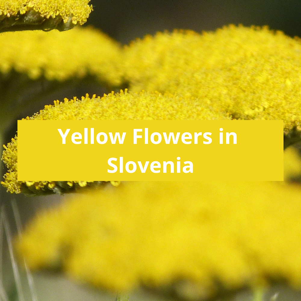 Yellow-Flowers-in-Slovenia