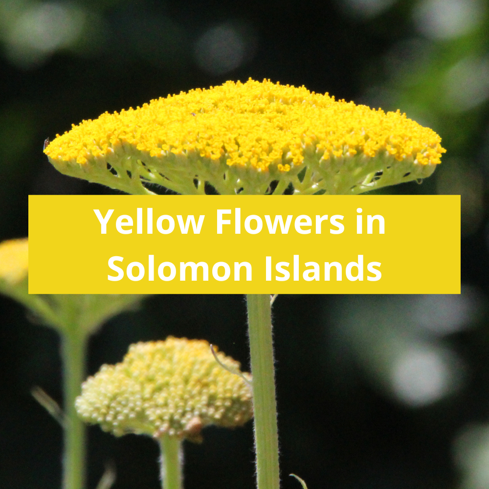 Yellow-Flowers-in-Solomon-islands