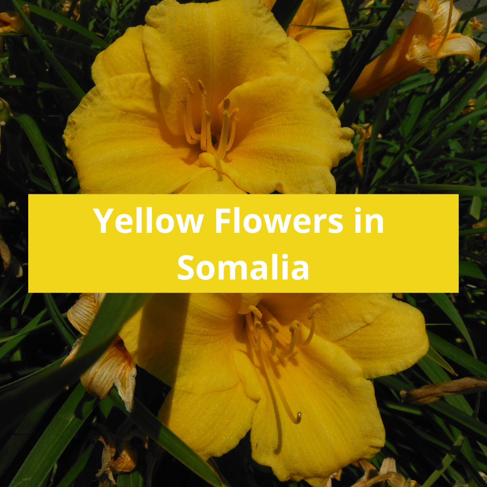 Yellow-Flowers-in-Somalia