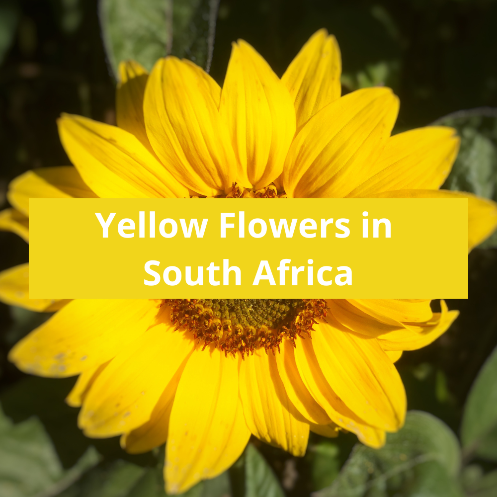 Yellow-Flowers-in-South-Africa