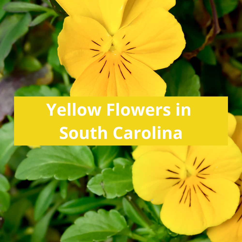 Yellow-Flowers-in-South-Carolina