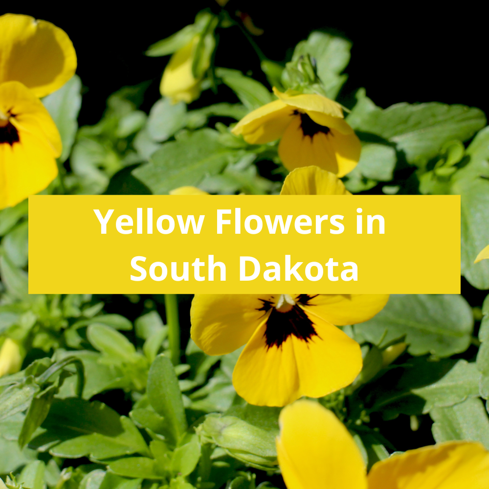 Yellow-Flowers-in-South-Dakota