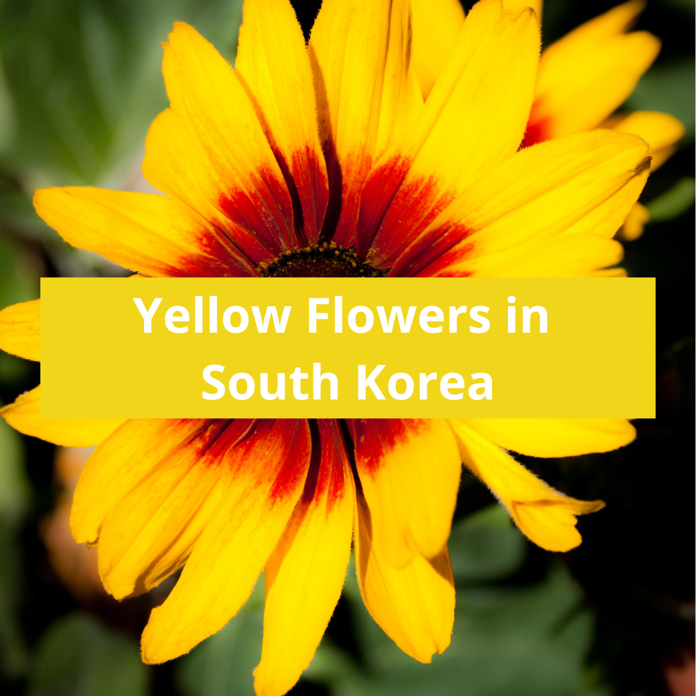 Yellow-Flowers-in-South-Korea