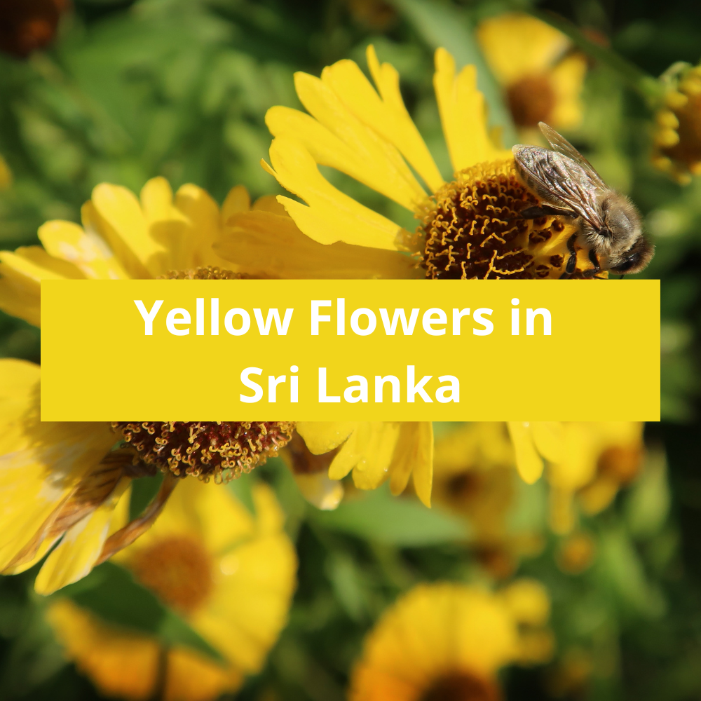 Yellow-Flowers-in-Sri-Lanka