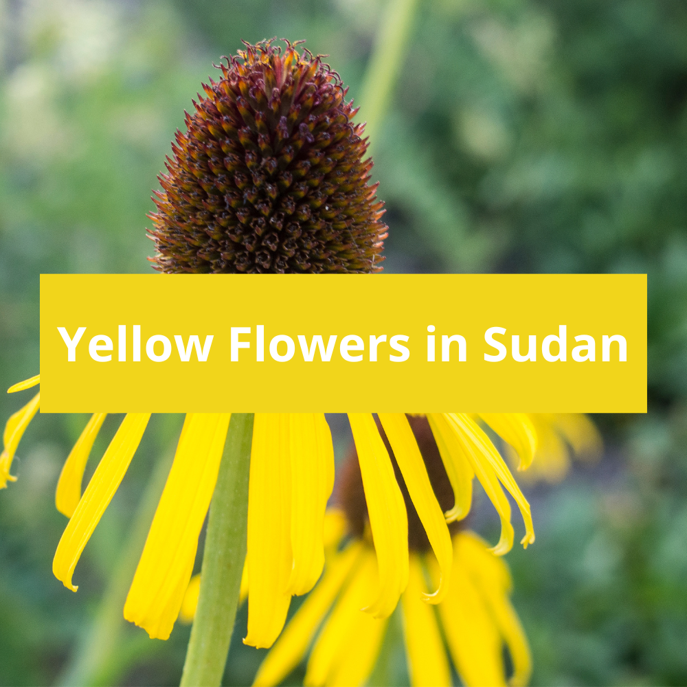 Yellow-Flowers-in-Sudan