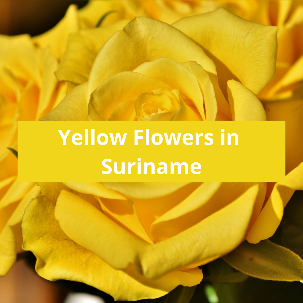 Yellow-Flowers-in-Suriname