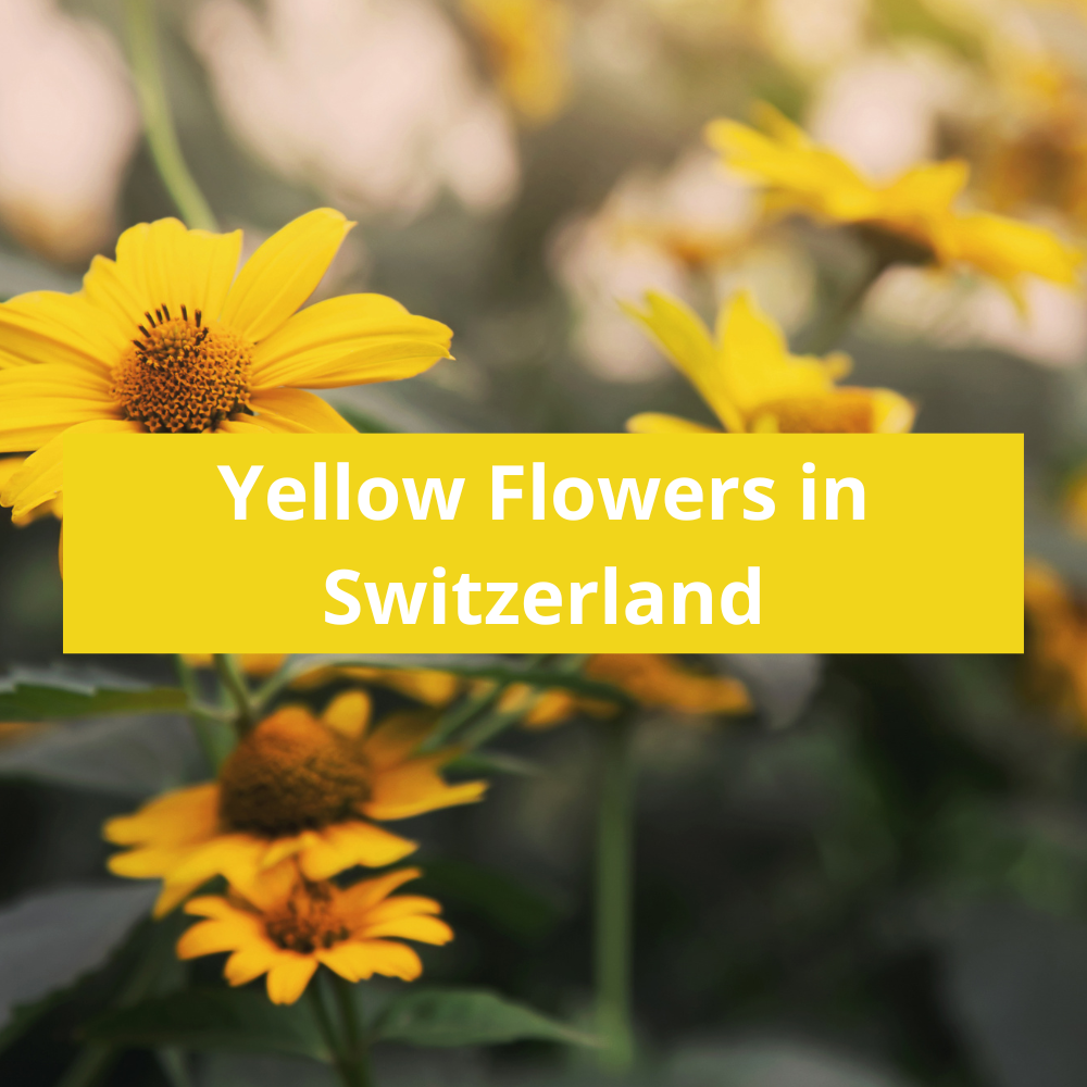 Yellow-Flowers-in-Switzerland