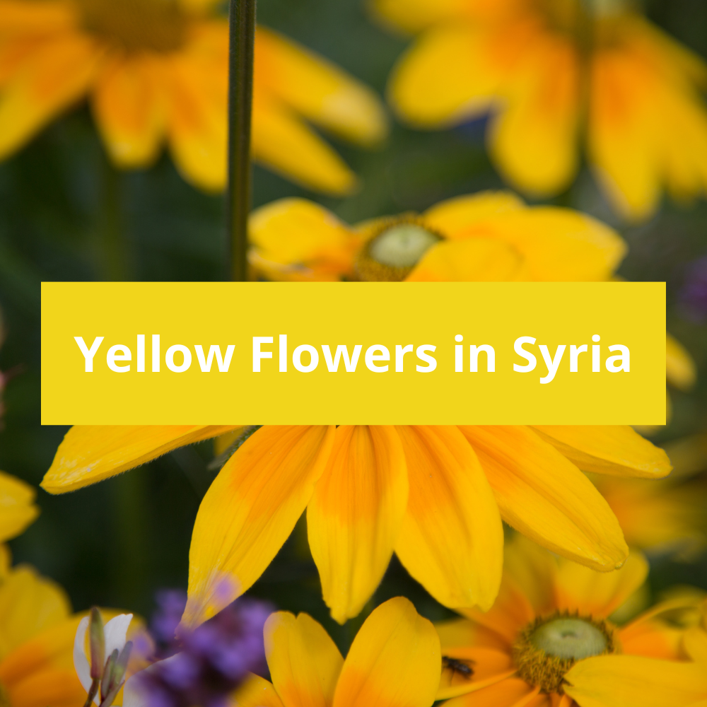 Yellow-Flowers-in-Syria