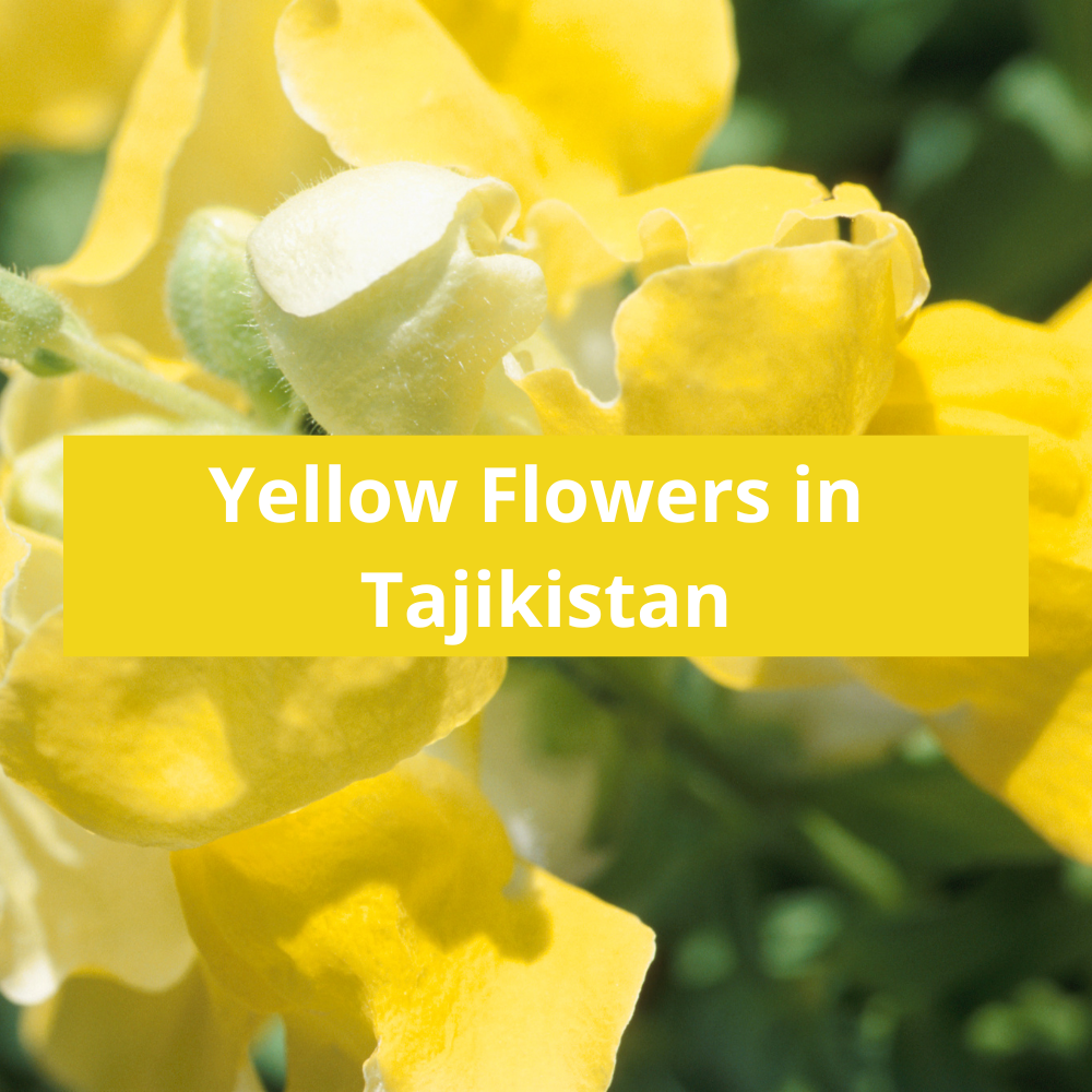 Yellow-Flowers-in-Tajikistan