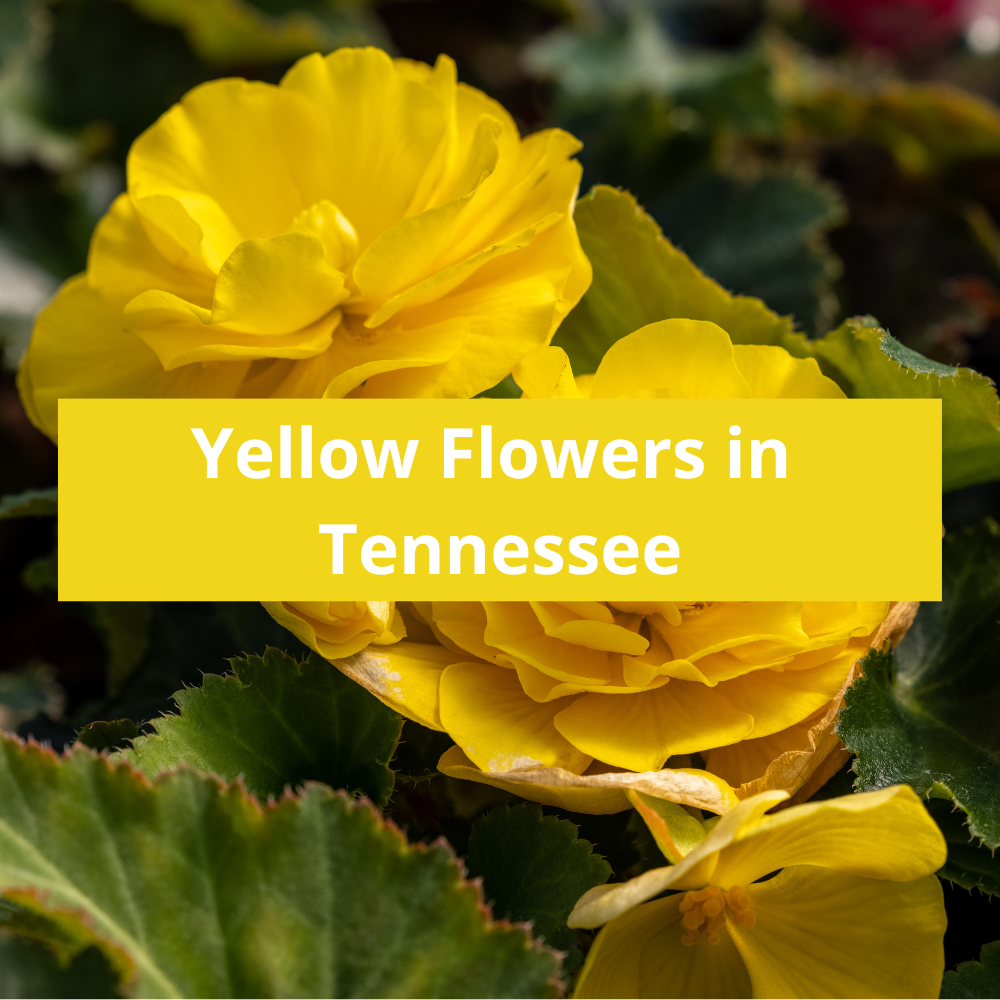 Yellow-Flowers-in-Tennessee