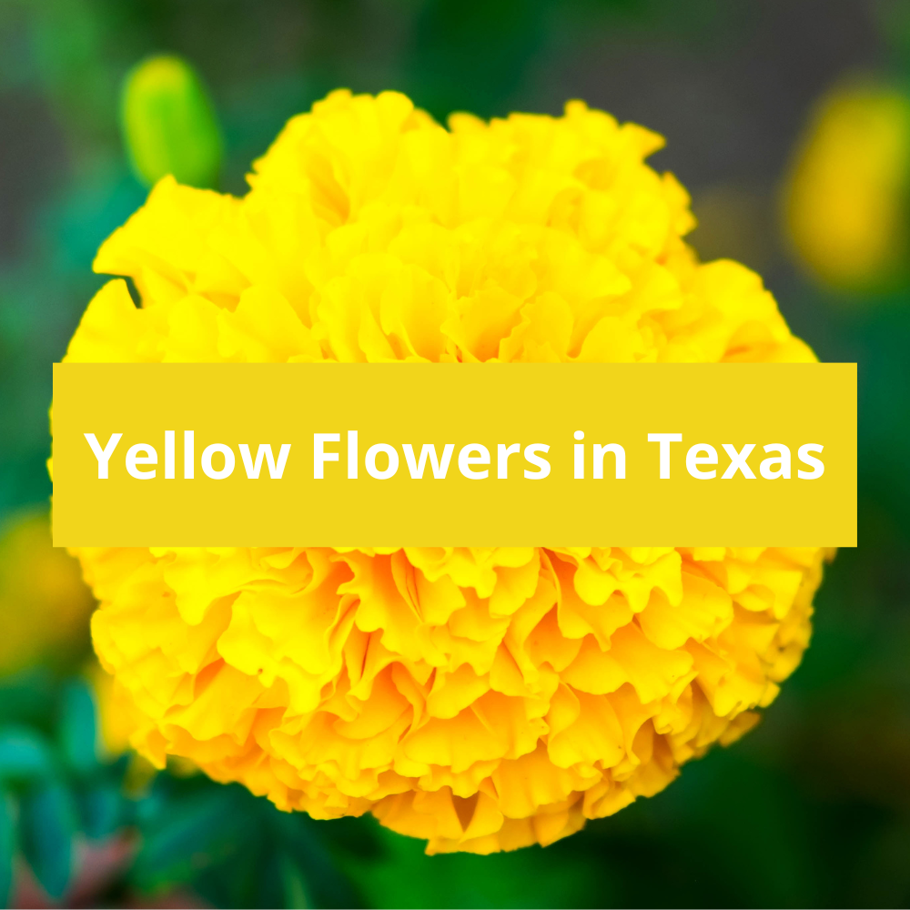Yellow-Flowers-in-Texas
