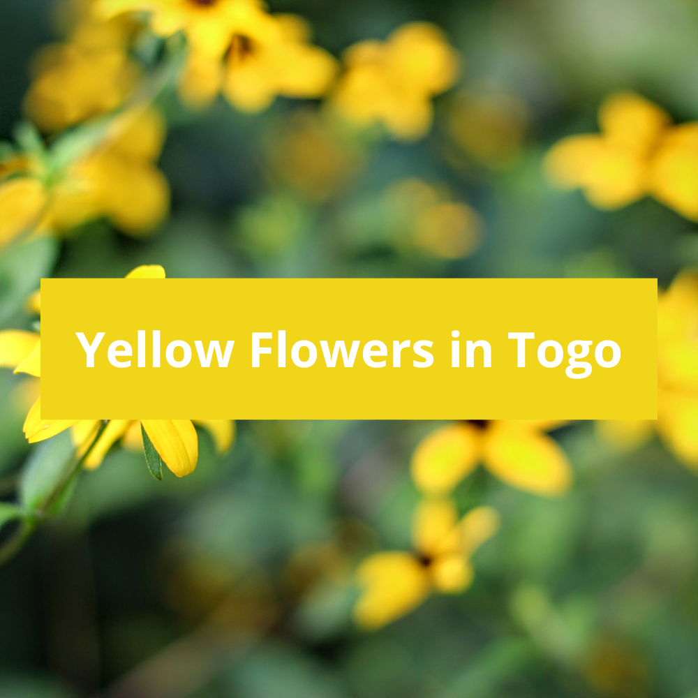 Yellow-Flowers-in-Togo
