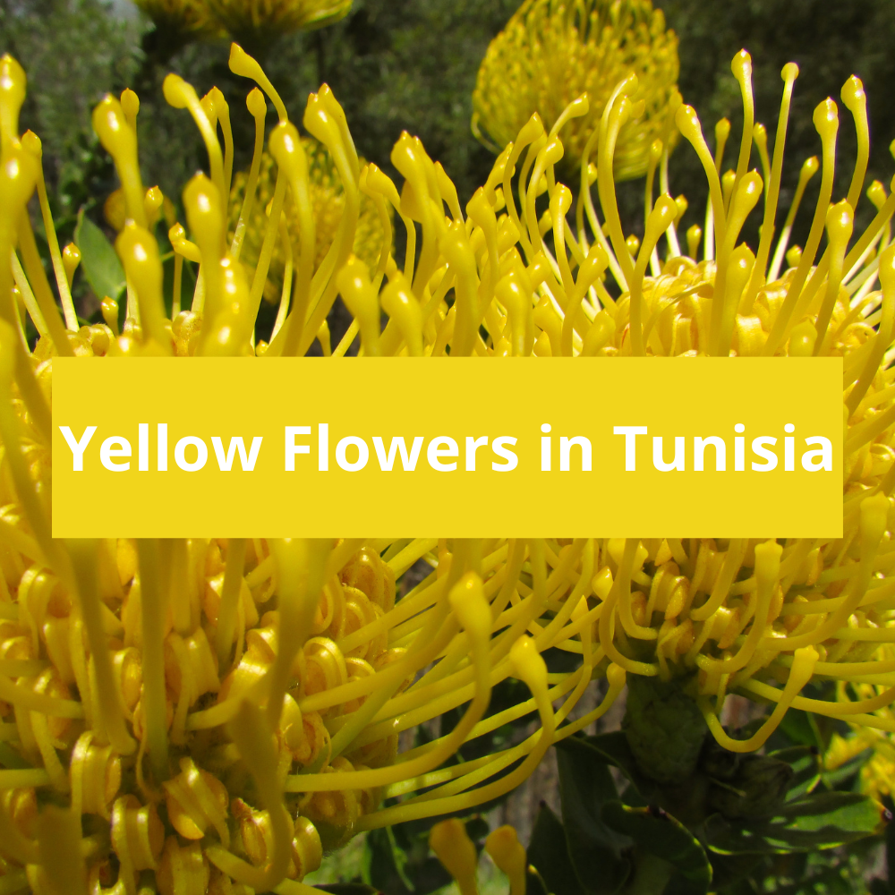 Yellow-Flowers-in-Tunisia