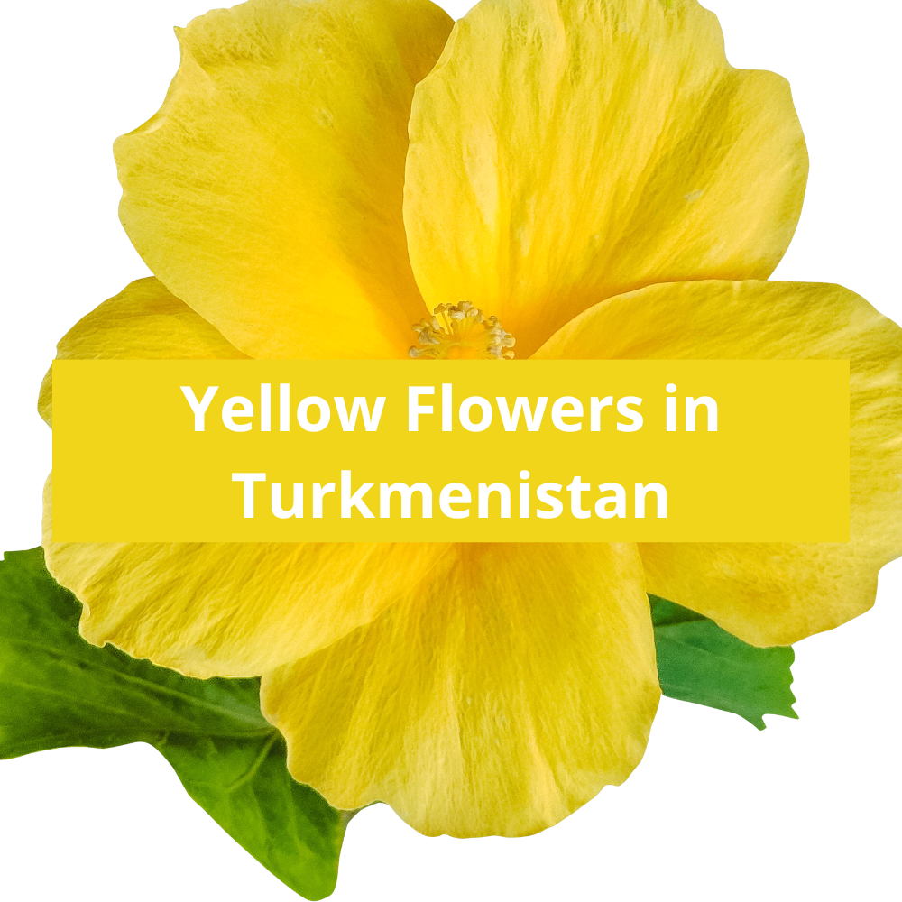 Yellow-Flowers-in-Turkmenistan