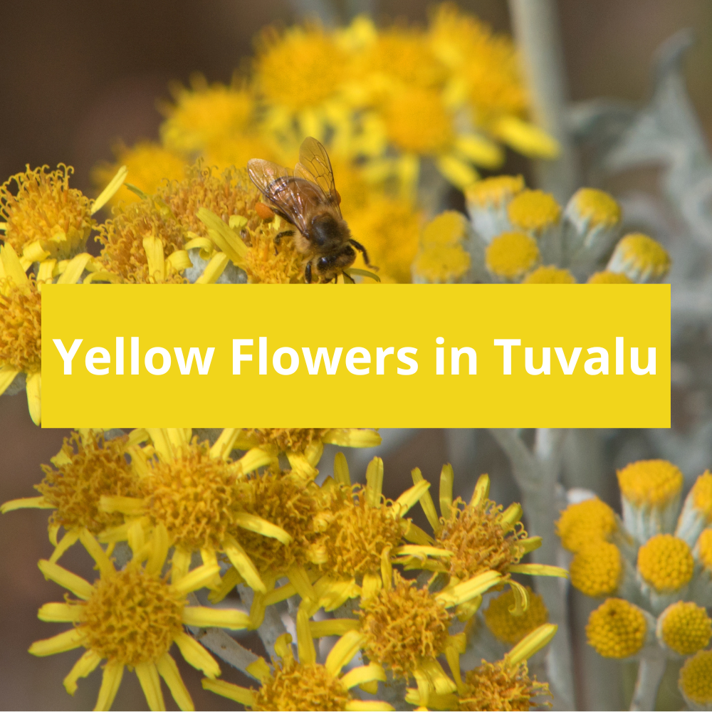 Yellow-Flowers-in-Tuvalu