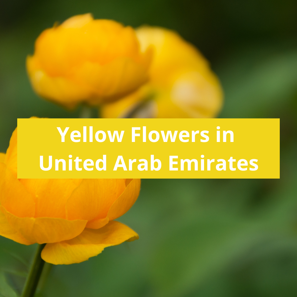 Yellow-Flowers-in-United-
