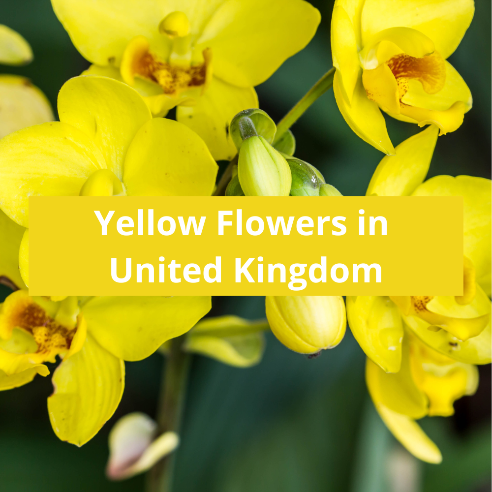 Yellow-Flowers-in-United-Kingdom